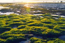 sea grass meadows at low tide