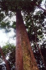 A huge old Pulai tree