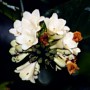 Fagrea racemosa blossom