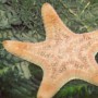 sea stars on seagrass