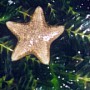 sea star on seagrass