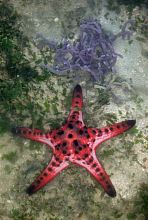 knobby seastar with purple branching sponge
